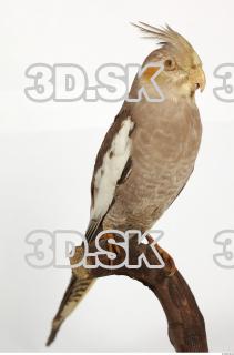 Cockatiel - Nymphicus hollandicus 0044